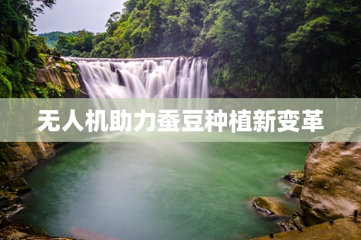 无人机助力蚕豆种植新变革