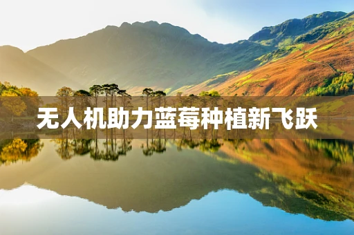 无人机助力蓝莓种植新飞跃