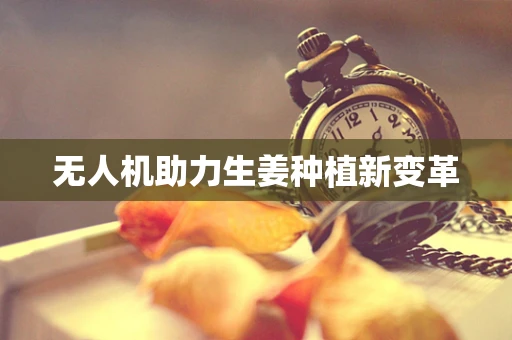 无人机助力生姜种植新变革