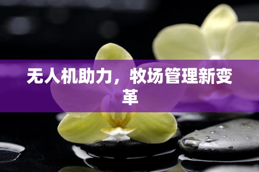 无人机助力，牧场管理新变革