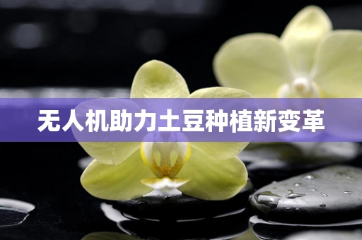 无人机助力土豆种植新变革