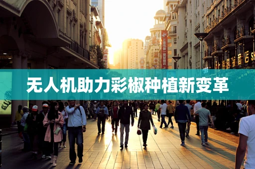 无人机助力彩椒种植新变革