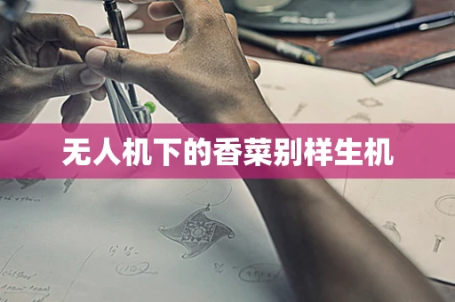 无人机下的香菜别样生机